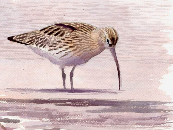 Watercolor of a brown and beige bird with a long bill, standing in the water.
