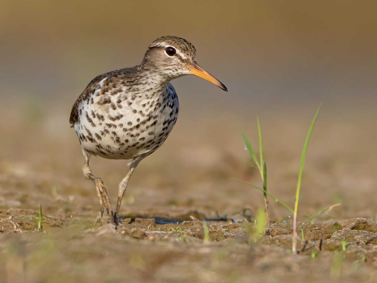 a sandpiper with orange  bill and spots on the breast