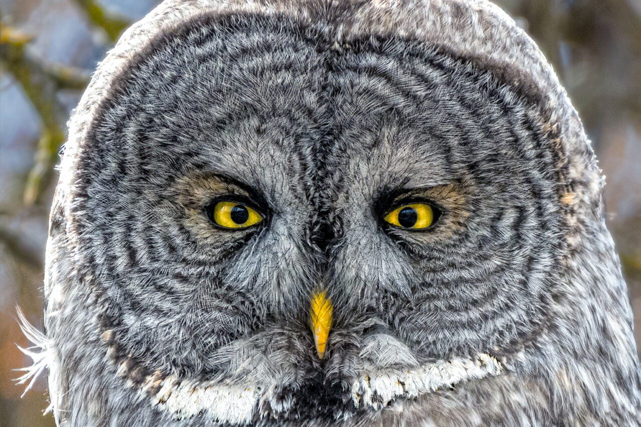 Close up of an owls face with round shape.