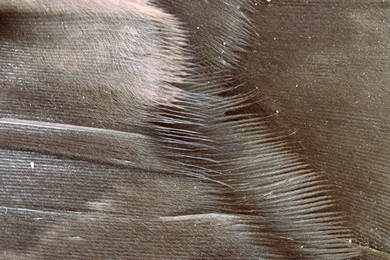 Extreme close up of the ends of a feather.