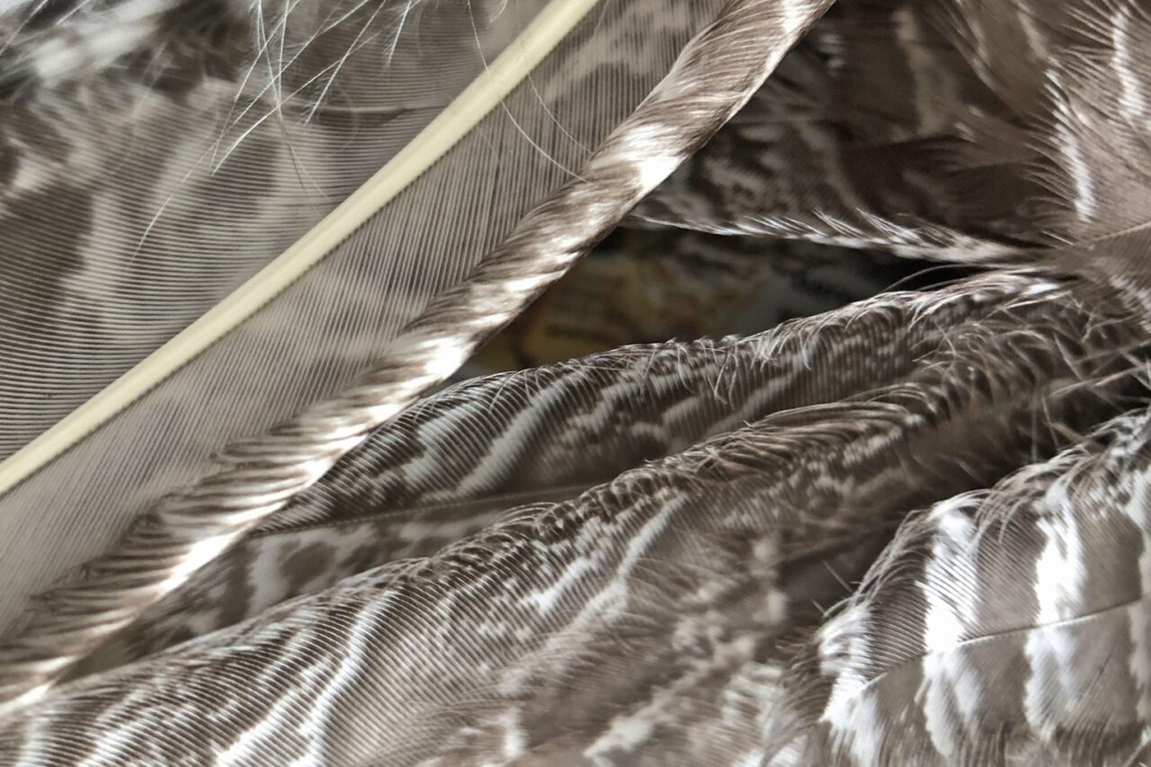 Close up of feathers showing feathery ends.