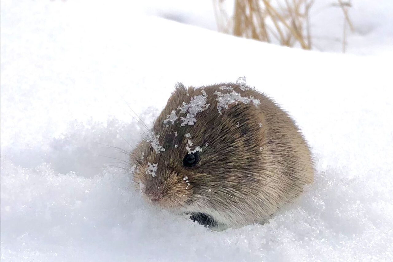 A little furry animal in the snow.