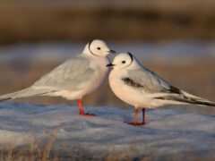Two white, red-legged, pink-tinged gulls stand on snow.
