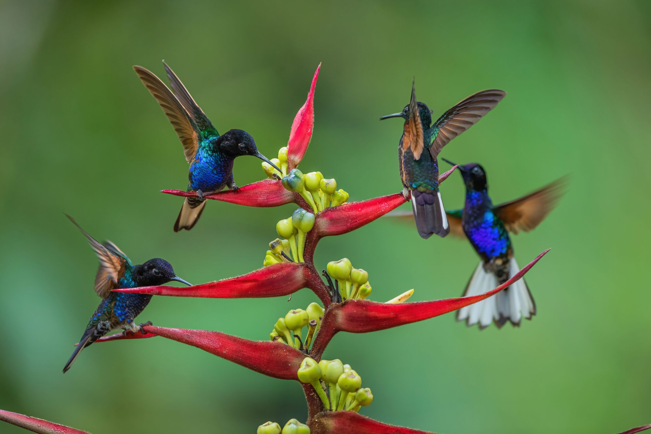 Four brilliant blue hummingbirds with black heads feed from a red and green plant.