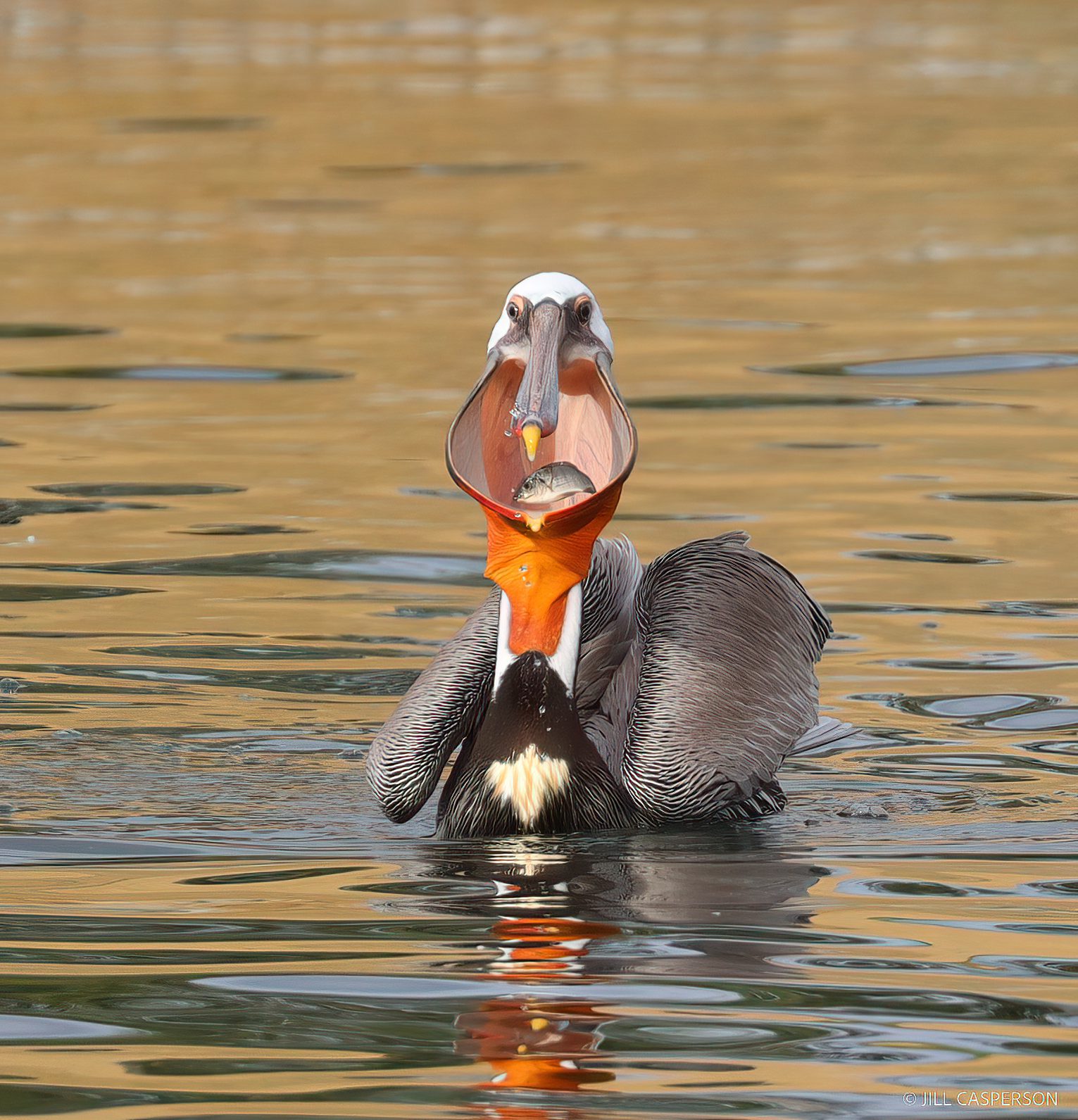 A bird sits on the water and gulps down a fish into its giant pouch