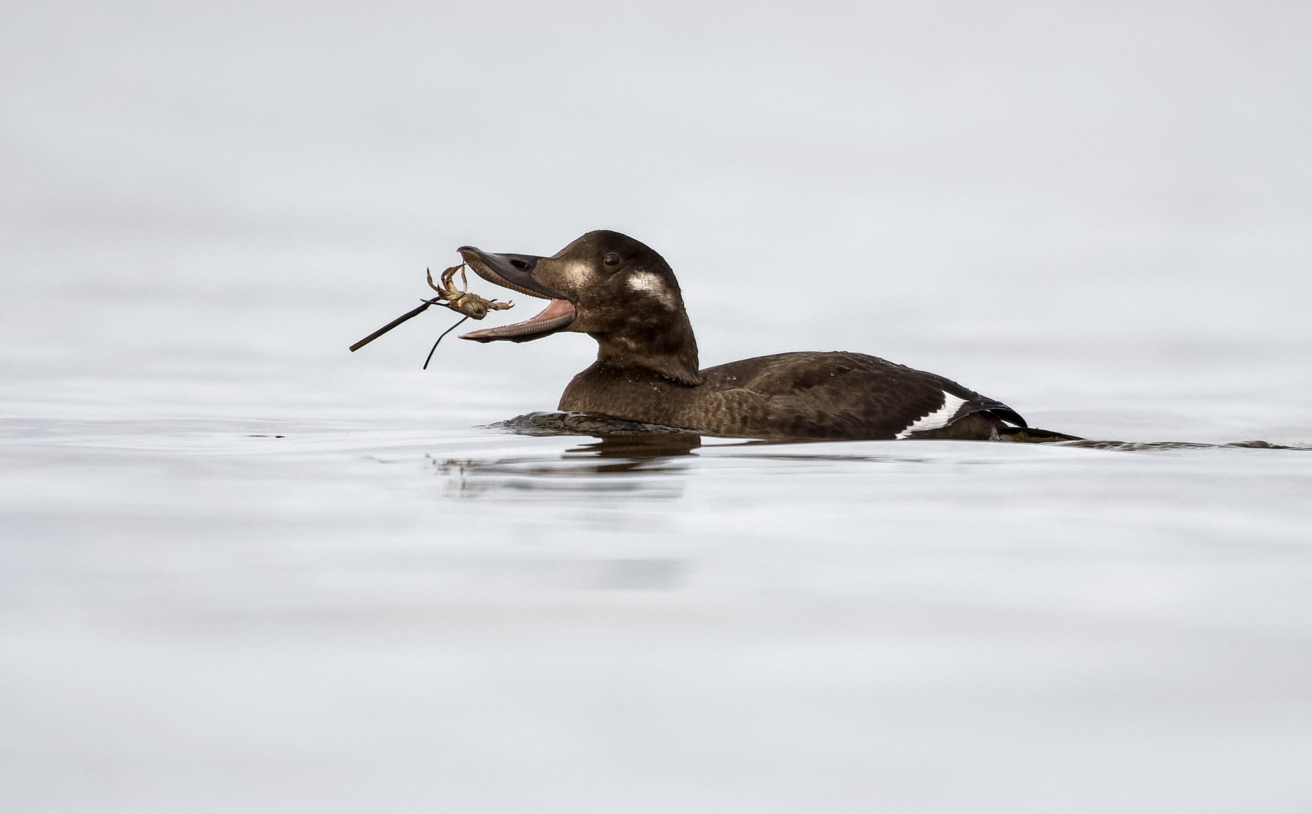 A black bird with white markings sits on the water and gulps down a crustacean.