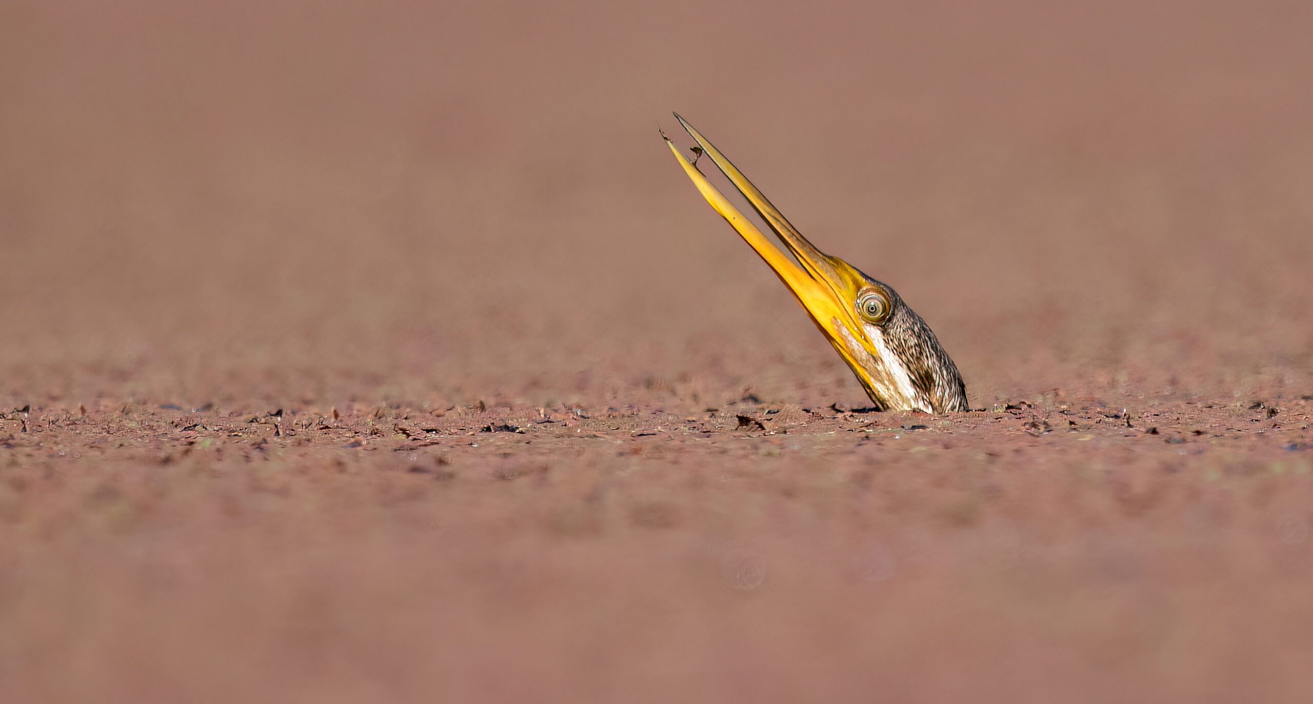 A skinny-headed bird with a long, yellow bill, sticks its head out of plant-coated water.