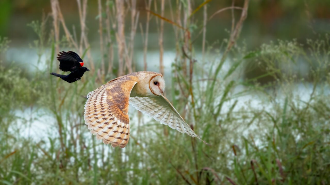 A small black and red bird flies after a large white and russet-orange larger bird.