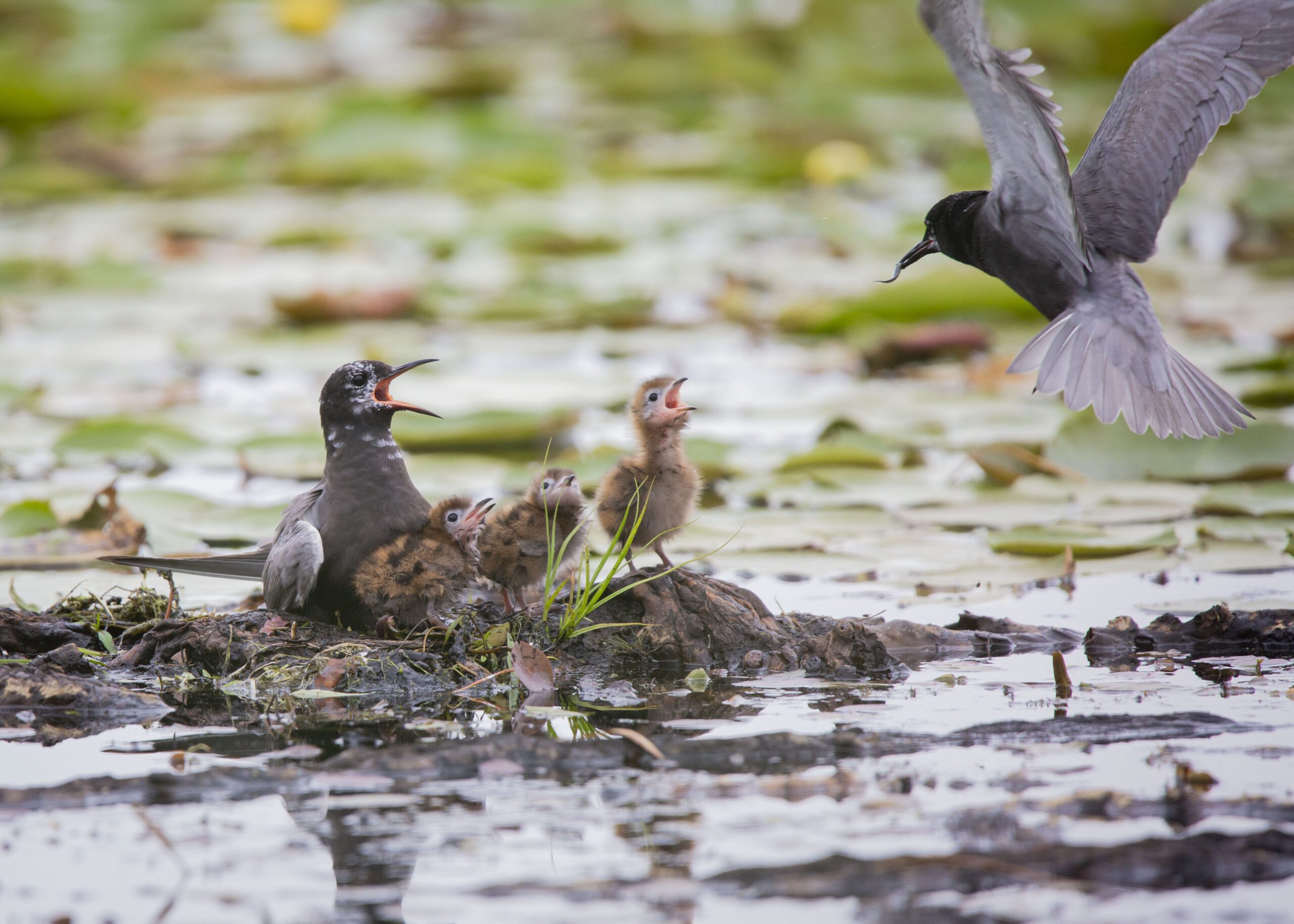 A black bird flies towards its chicks and partner with food.