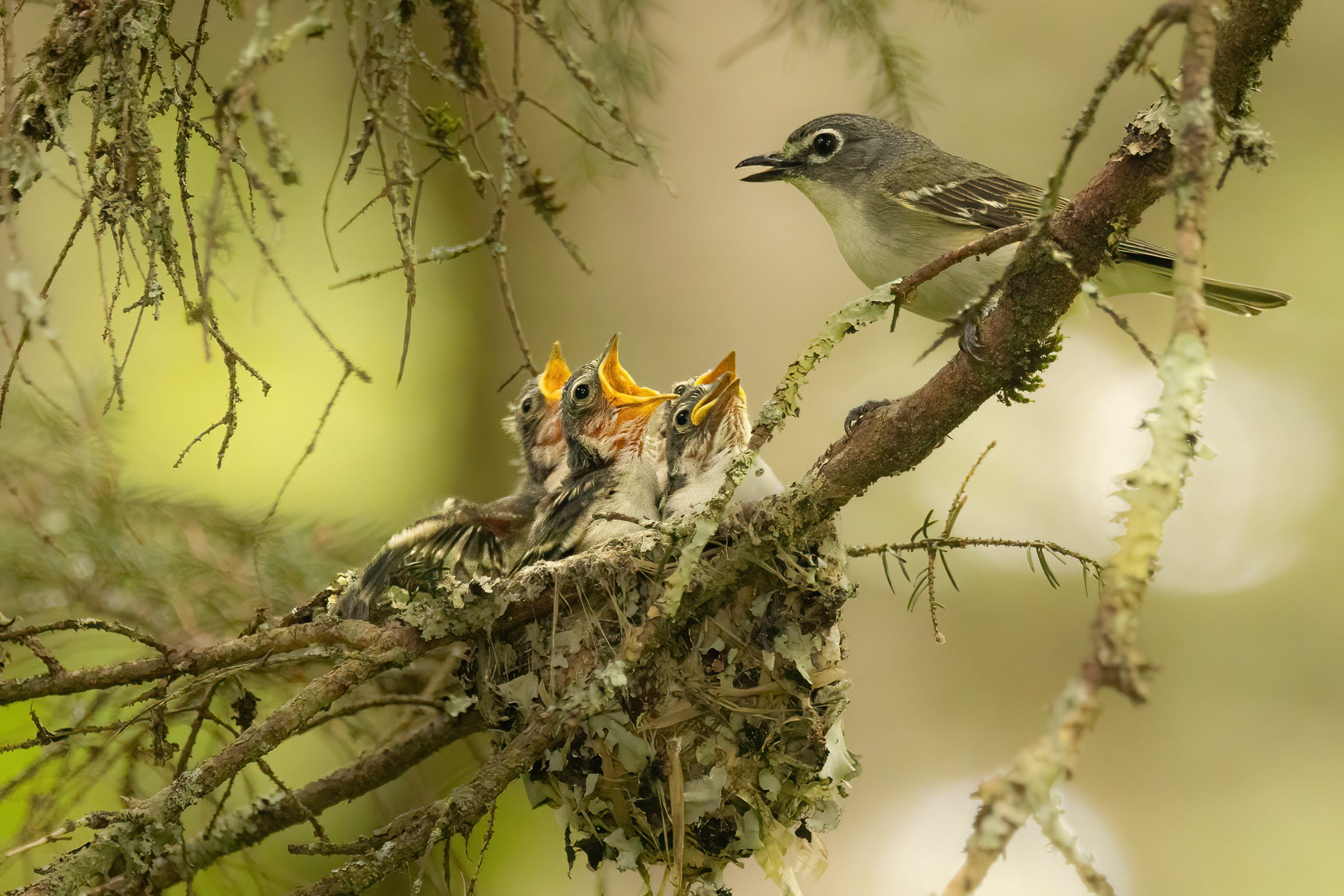 A green-gray patterned bird with white facial markings at its nest full of 4 chicks.