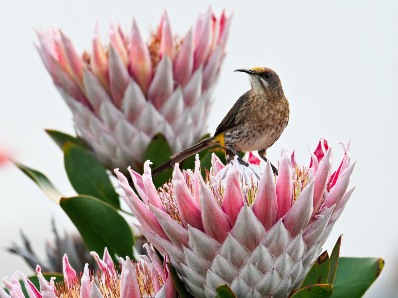A brown bird with yellow and white patches and a sharp, curved bill, perches on pink, spikey flowers.