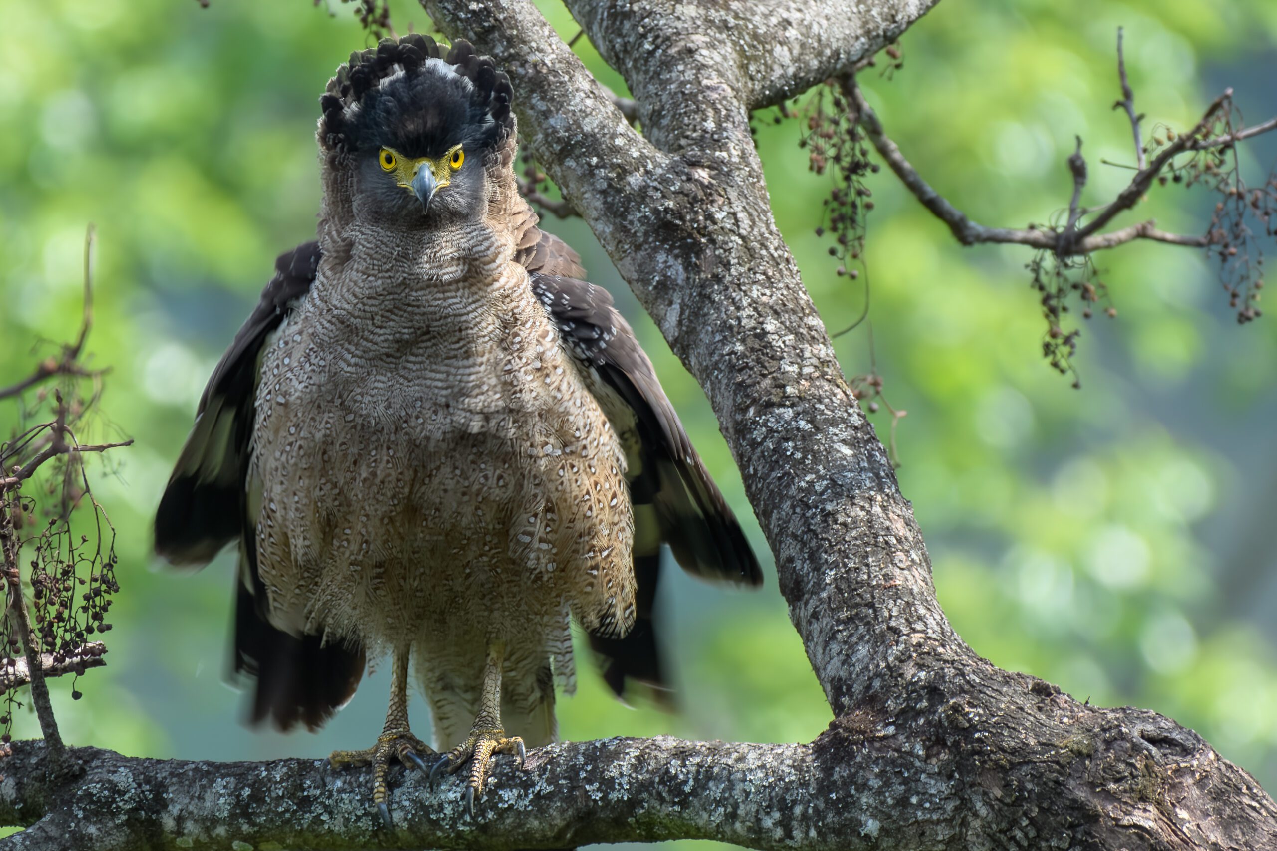 A large grey-brown patterned bird with yellow eyes and a crown of feathers looks at the camera.