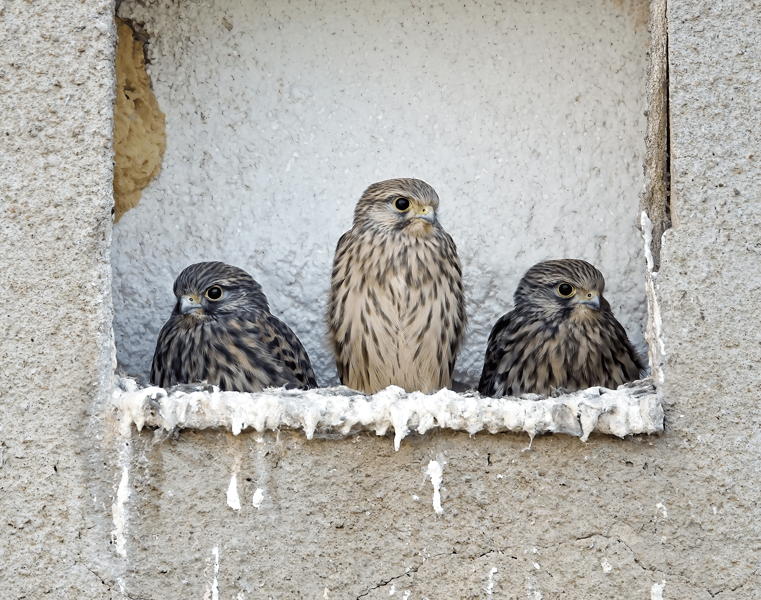 3 young stripey birds sit on a building ledge.