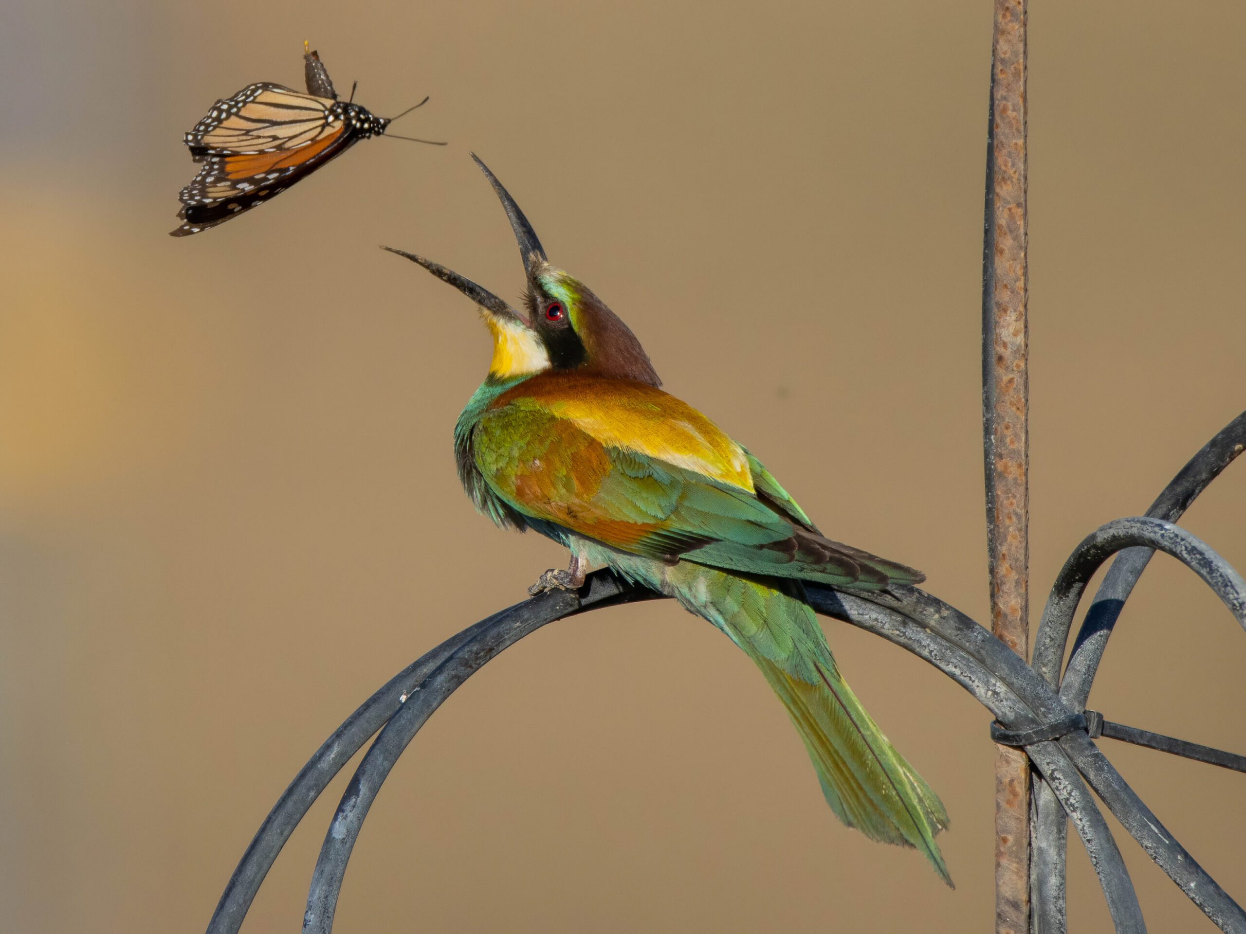 A colorful bird with green, yellow and russet-brown patterns gets ready to grab a butterlfy.