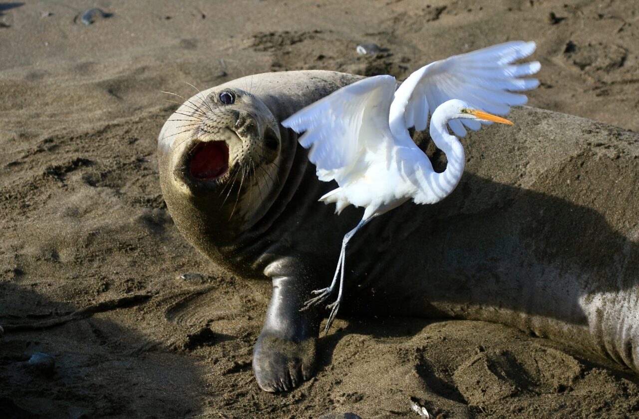 a white, thin bird with a long neck jumps away from a sea lion.