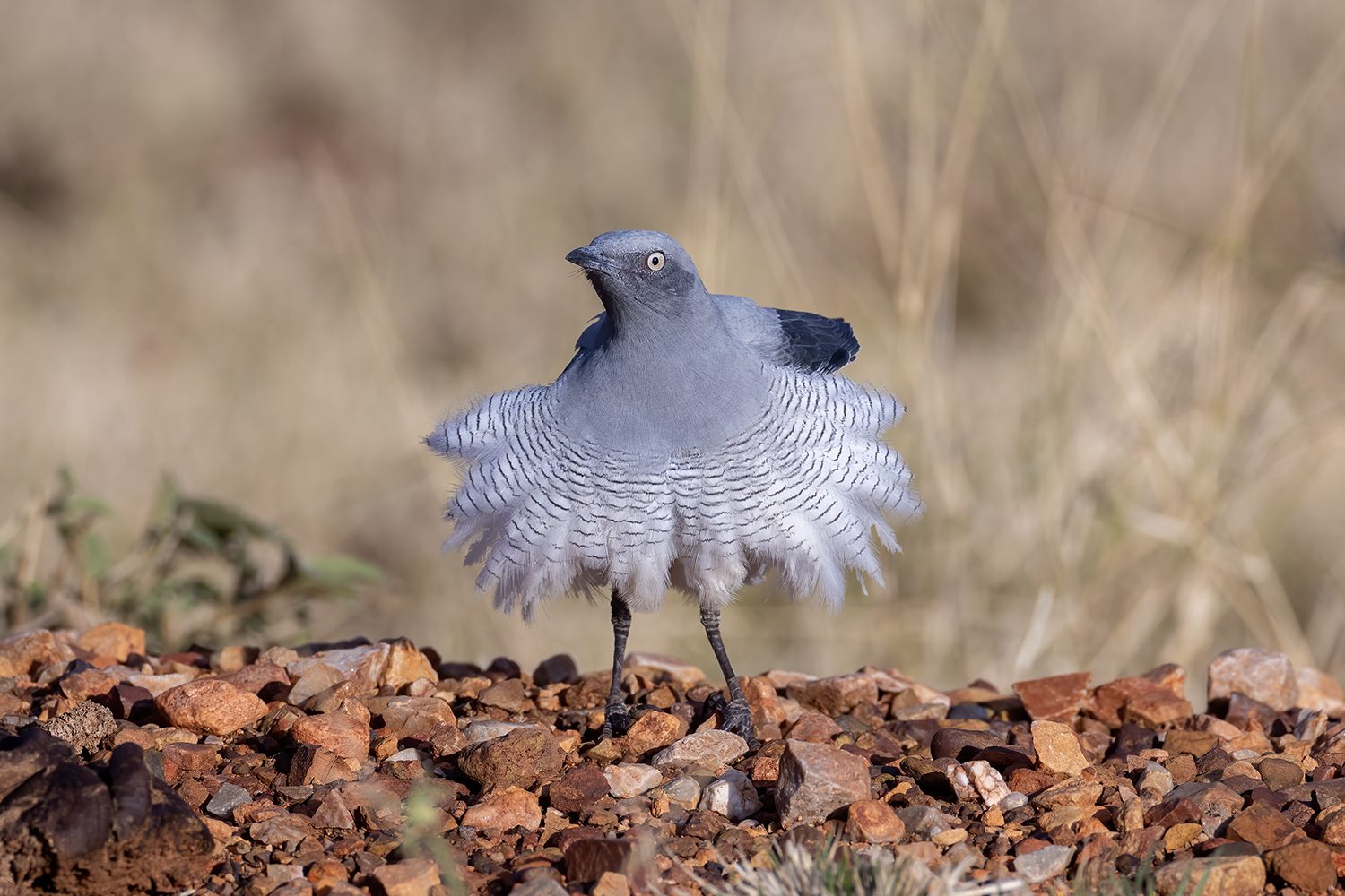 A gray bird with a "skirt" of fluffed out gray and white striped feathers.