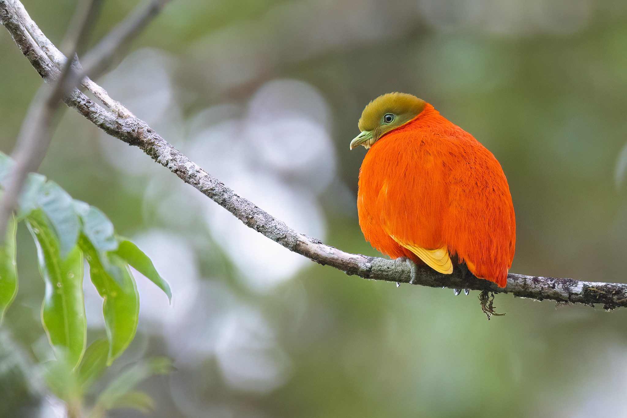 A bright orange, plump looking bird with a yellow-green head, perches on a branch.