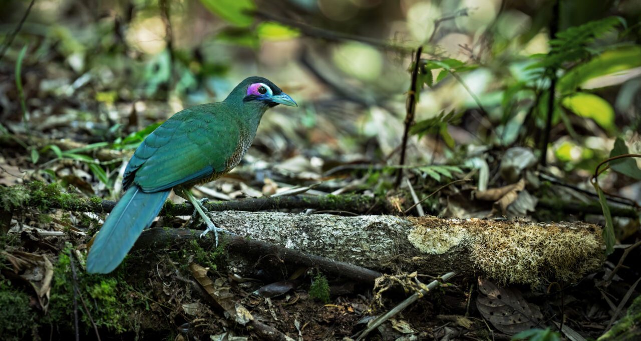 A green bird with a green bill, purple patch behind the eye, and black face markings, starts on a forest floor.