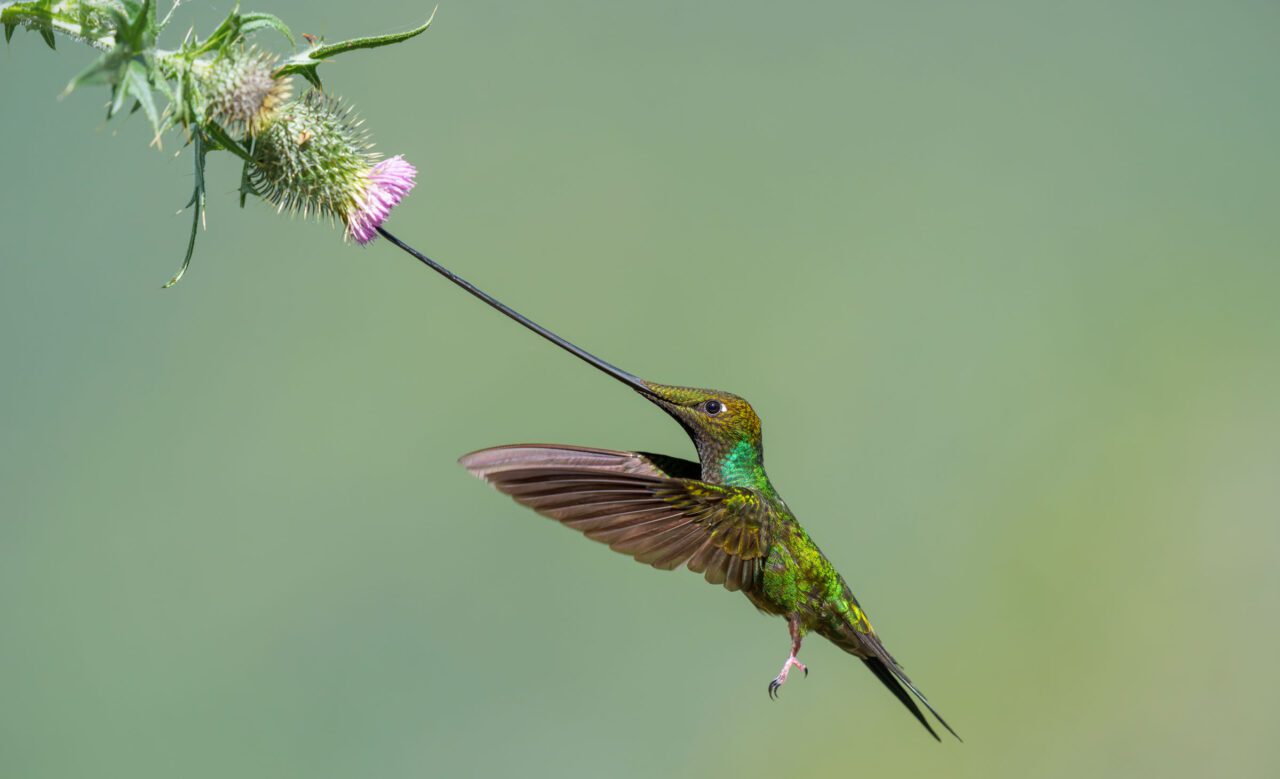 A iridescent green hummingbird with a super long bill uses it to gather nectar from a flower.