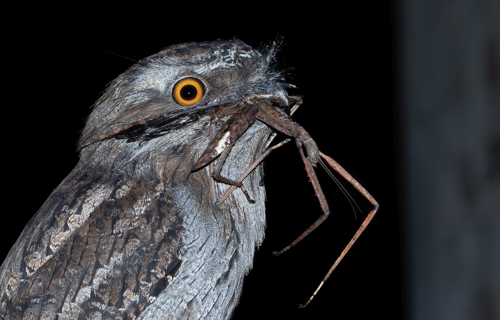 A gray bird with an orange eye holds a large insect in its bill.