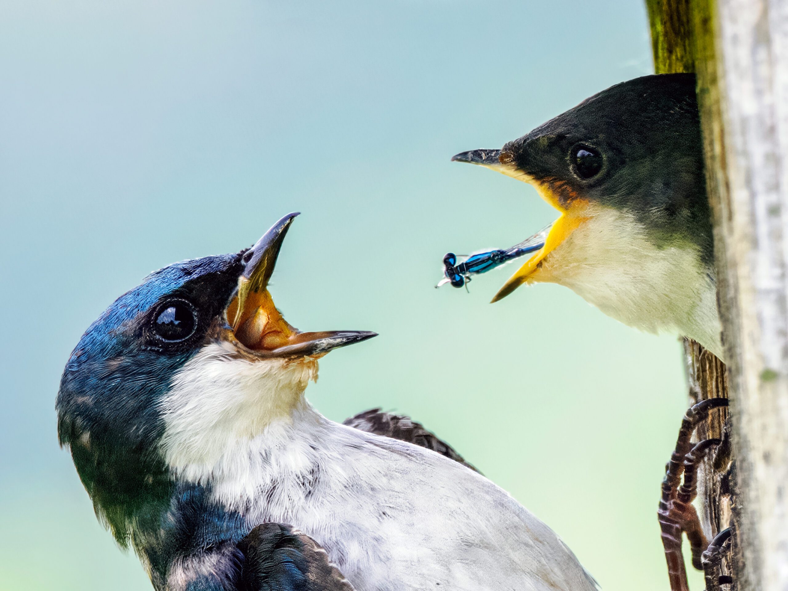 A close up of a food exchange at a nest cavity between two white and dark indigo birds,