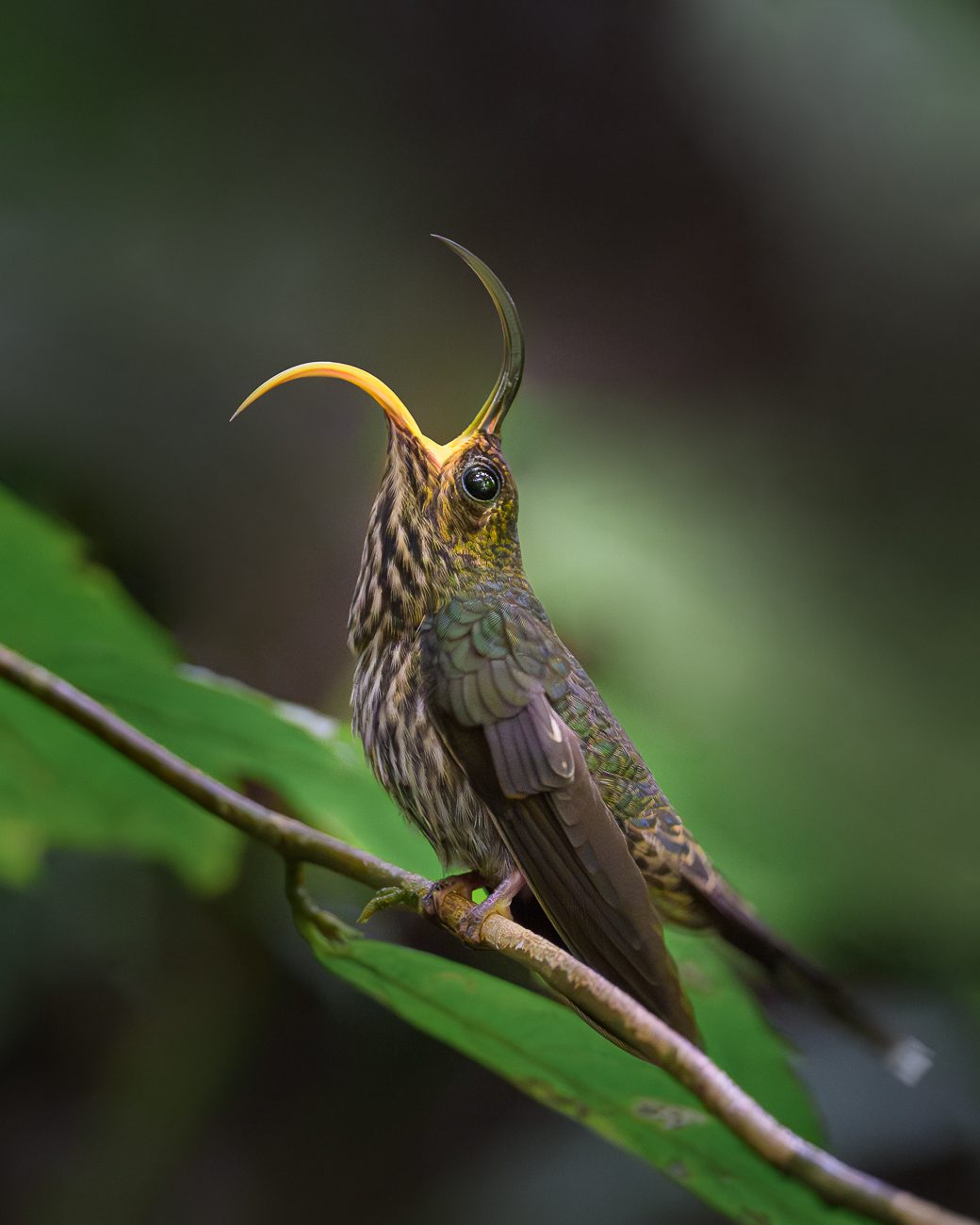 A green and brown patterned bird with a yellow mandible, opens its impressively curved bill.