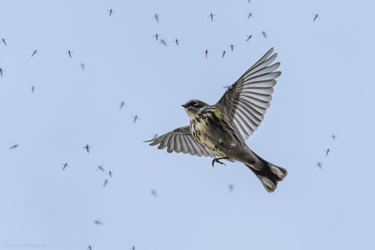 A small gray and yellow streaked bird flies through a sky full of insects.