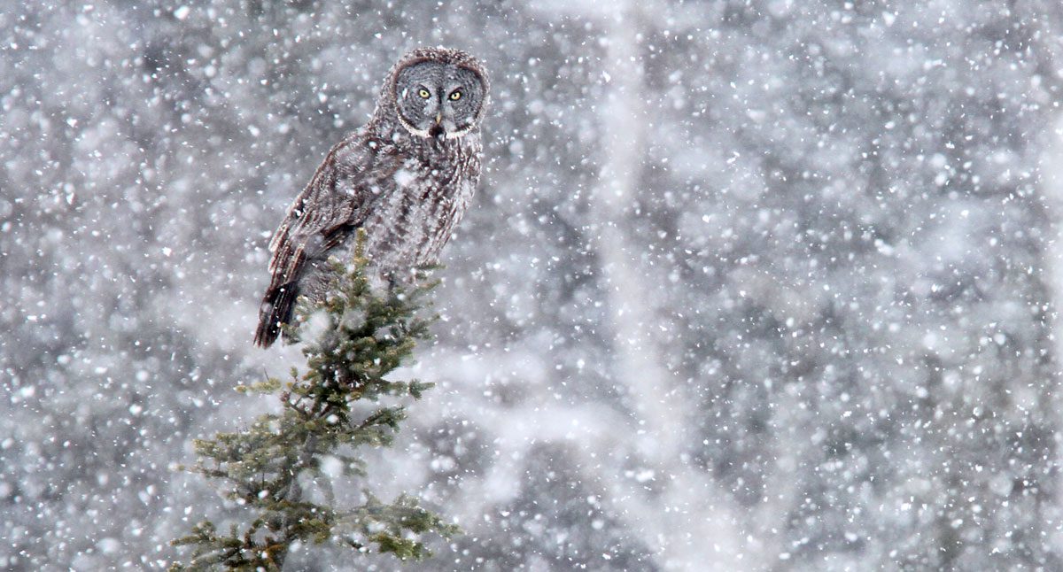A large gray owl stands on a branch in the snow.