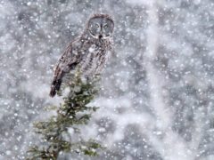 A large gray owl stands on a branch in the snow.