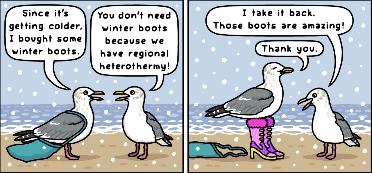 Cartoon strip with gull and image of author.
Gull 1: Since it's getting colder, I bought some winter boots.
Gull2: You don't need winter boots because we have regional heterothermy!
I take it back. Those boots are amazing!
Gull 1: Thank you.