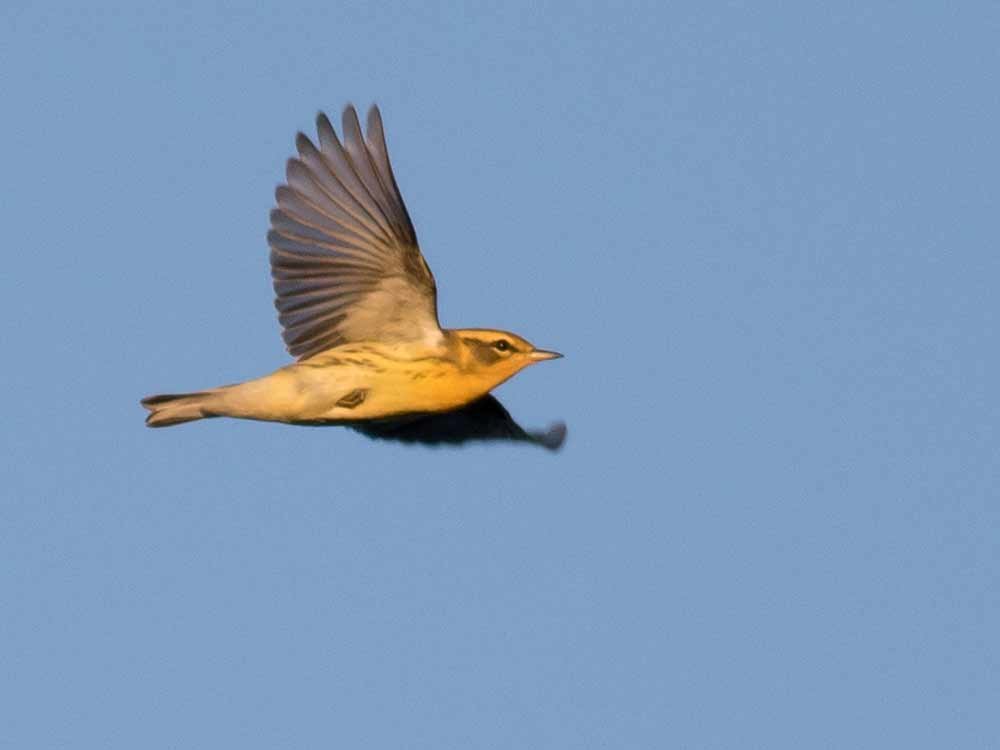 A warbler with an orange face in mid-flight.
