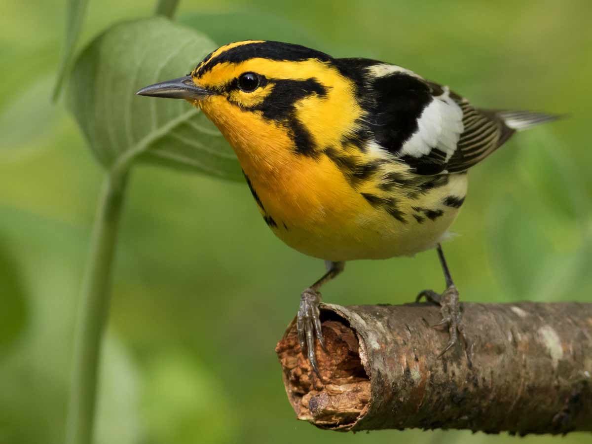 A bright orange and black warbler on a perch.