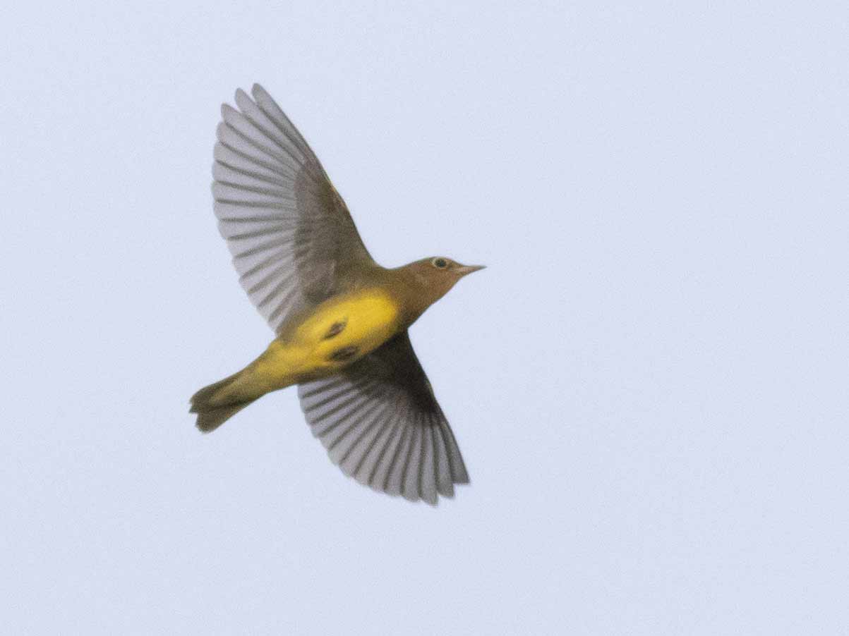 A warbler with a gray head and yellow belly in mid-flight.