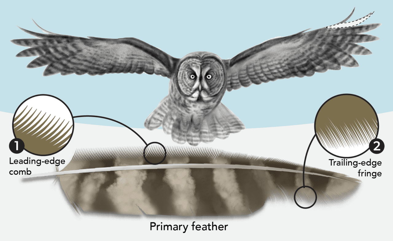 Illustration of the details of an owl's feathers.