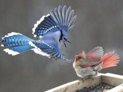 A blue bird flies towards a red and beige bird at a bird feeder and the red bird stands her ground.