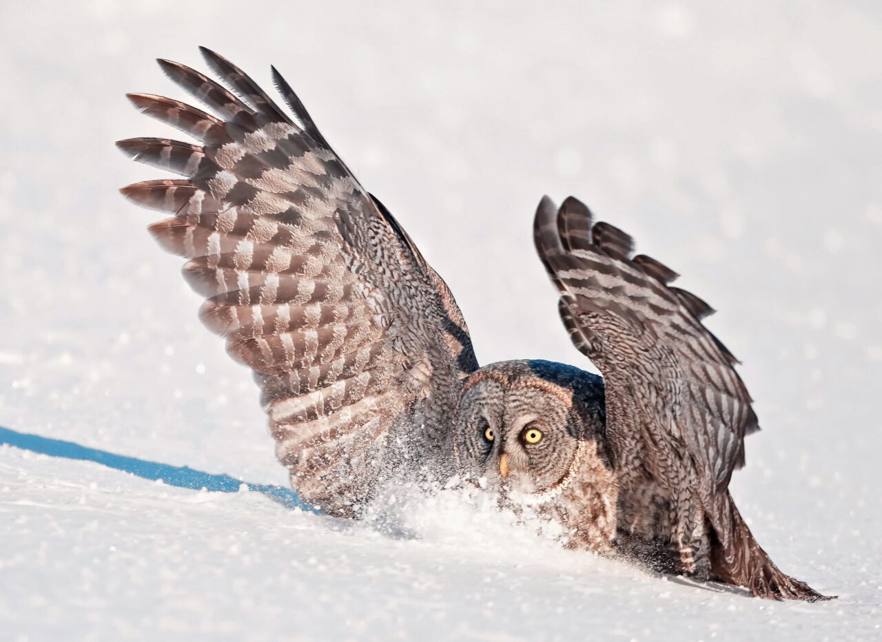 An owl plunges into the snow.