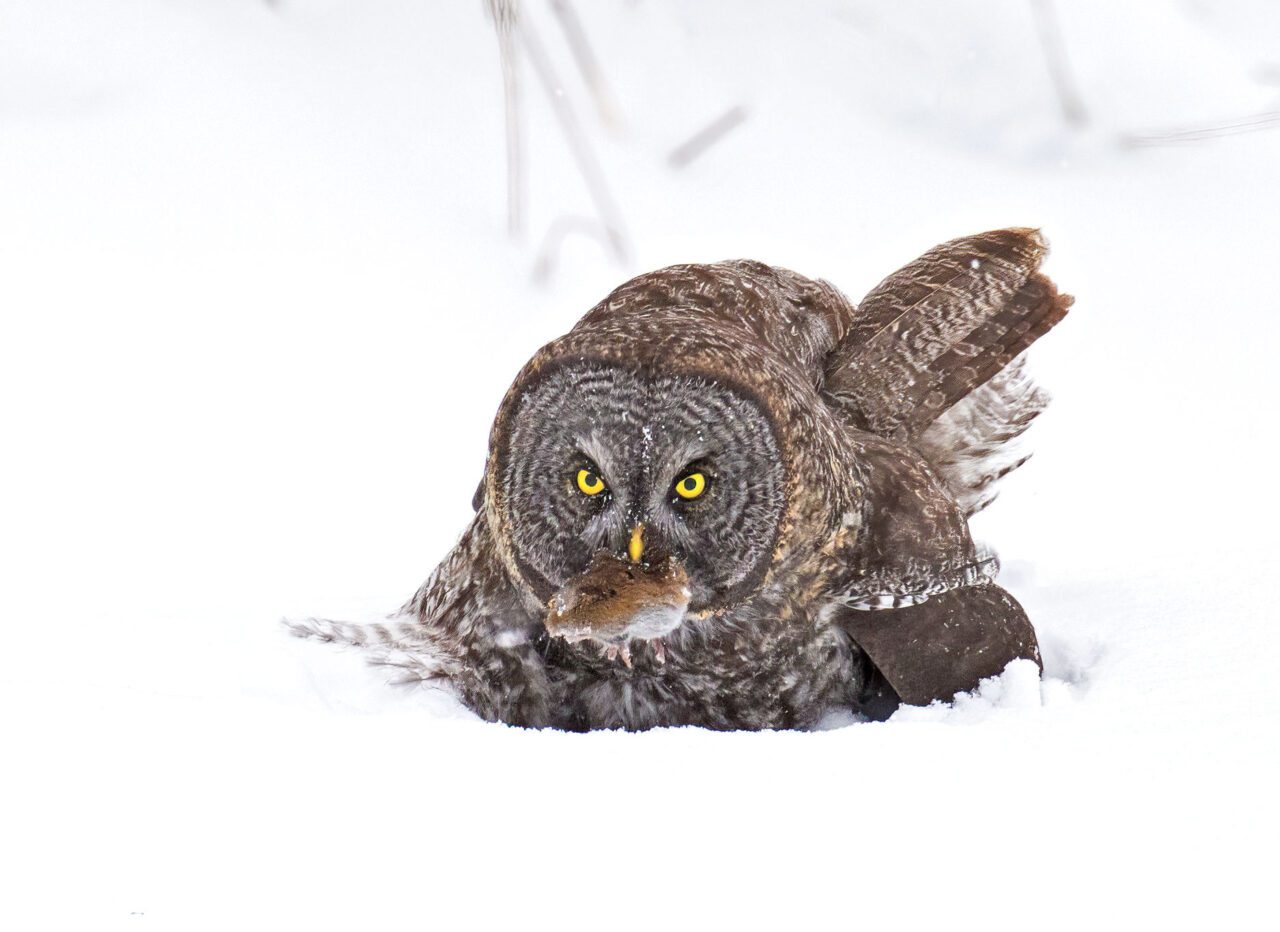 Owl in the snow with a rodent in its beak.