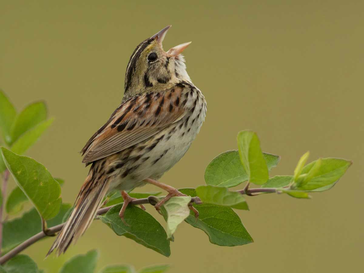 A brown and black streaked sparrow tilts its head back to sing.