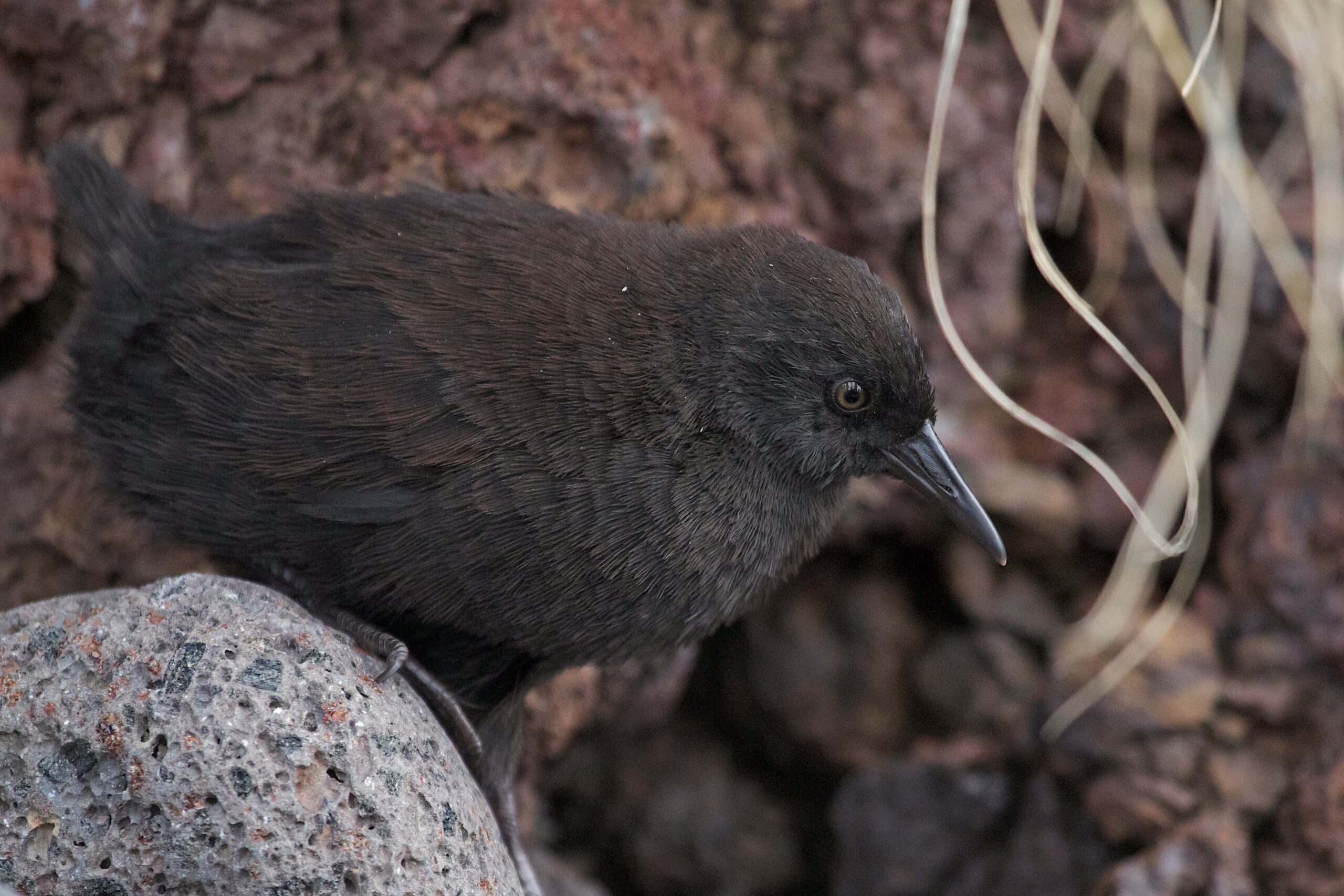 A chubby black-brown bird with a sharp bill stands in rocks.