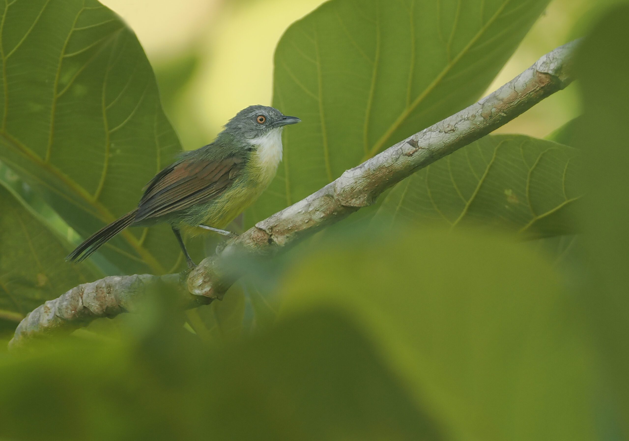 A brown-winged bird with a gray head, white chin and yellow abdomen perches on a branch and is almost hidden by the plant's leaves.