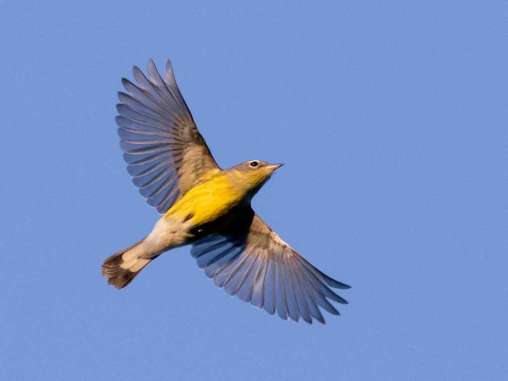 A mostly yellow warbler with a white-and-black tail in mid-flight.