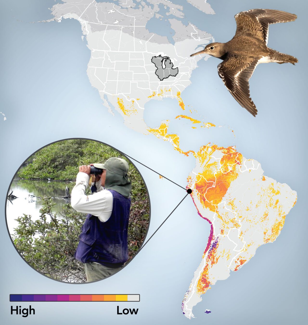 Map graphic of the Americas with colors marking out bird populations, and a photo of a woman with binoculars and a brown/beige bird flying.