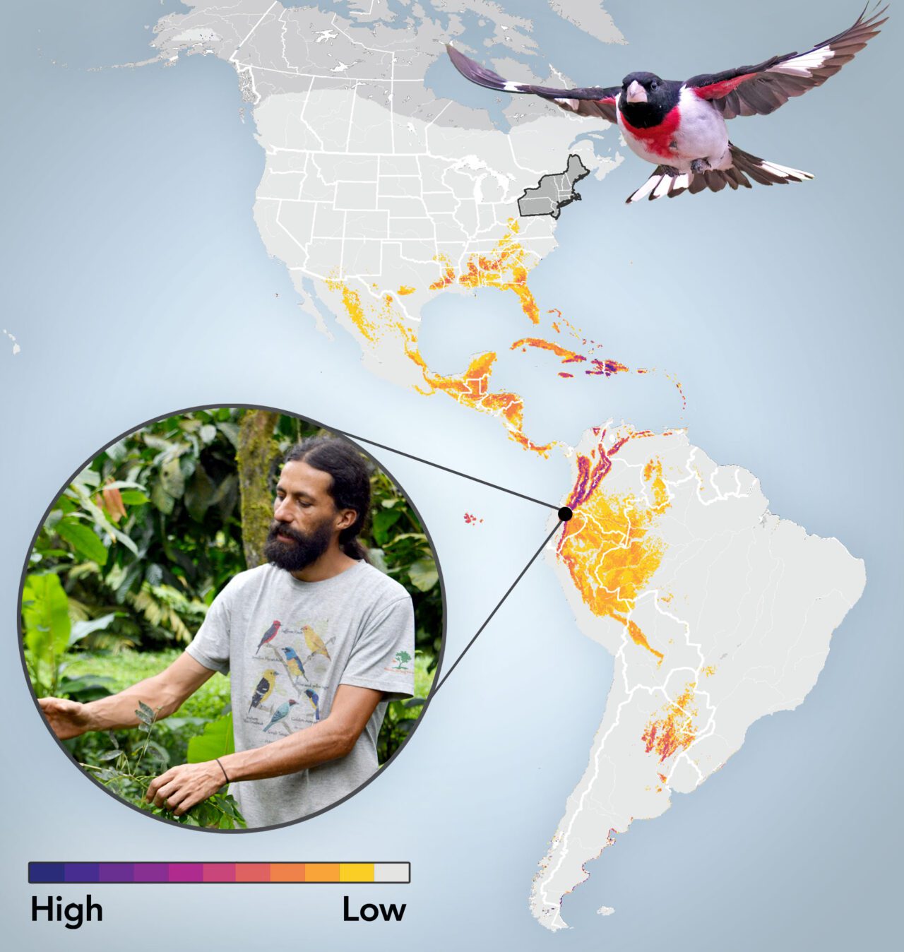 Map graphic of the Americas with colors marking out bird populations, and a photo of a man in the jungle and a black, white and red bird flying.