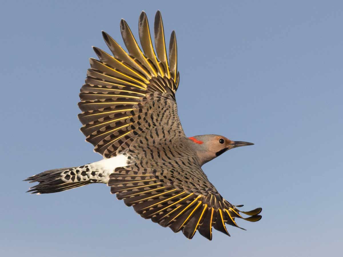 A brown, yellow, and red woodpecker photographed in flight with its wings spread.
