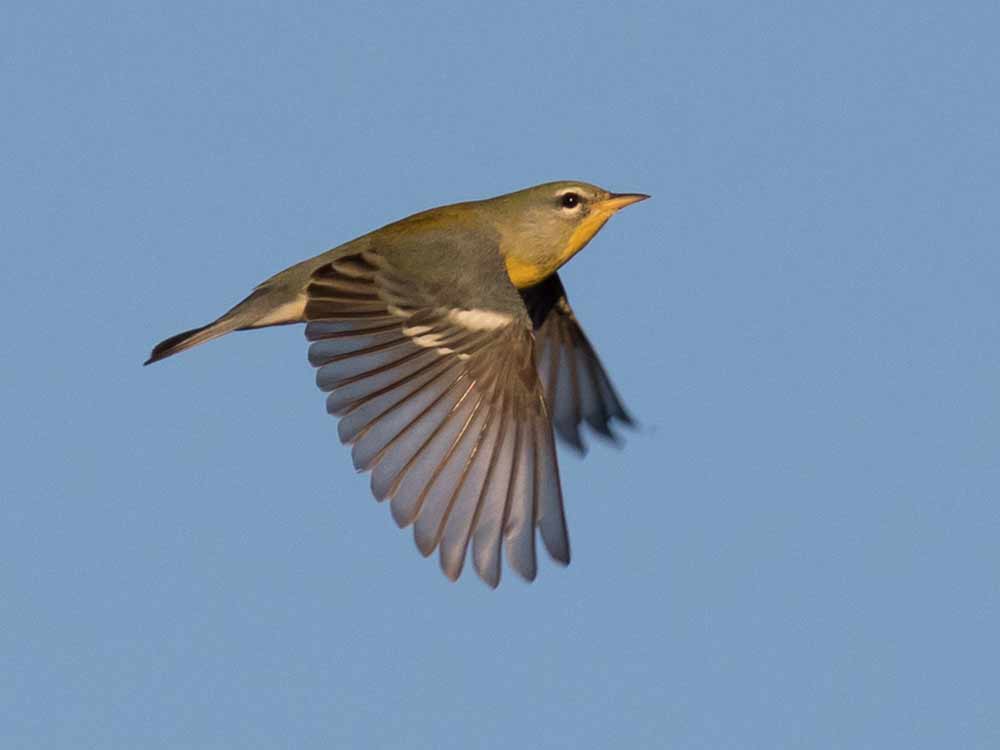A small blue-olive warbler in mid-flight.