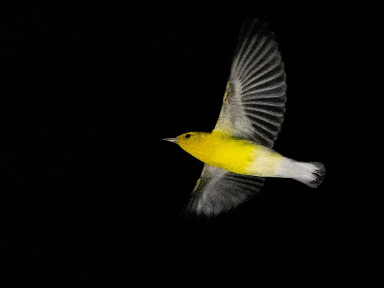 A mostly yellow bird in flight against a black sky.