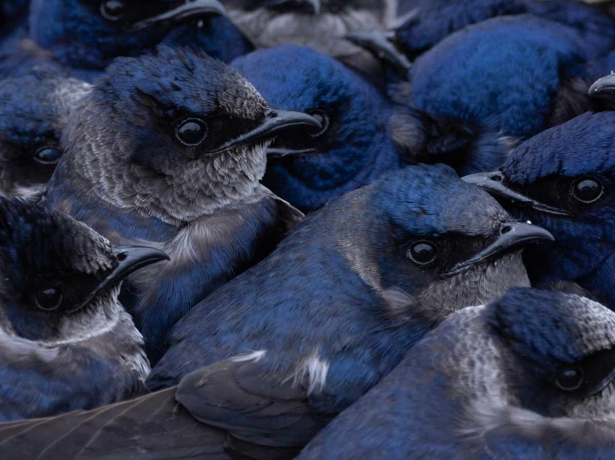 Closeup of a cluster of steely blue and gray birds huddled together.