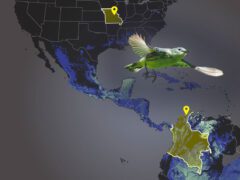 Graphic: Dark map of North, Central and South America with blue bird flying over.