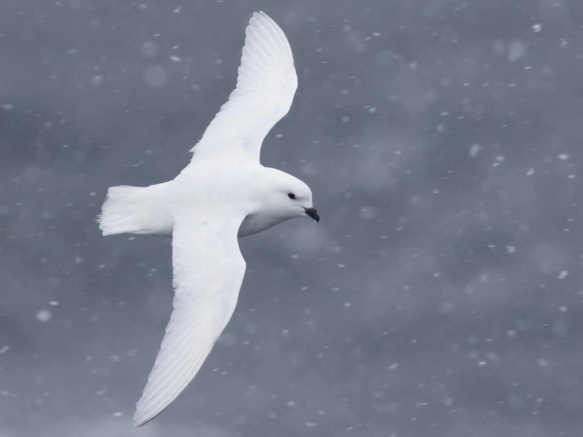 a completely white seabird with black eye and small black bill flies in falling snow.