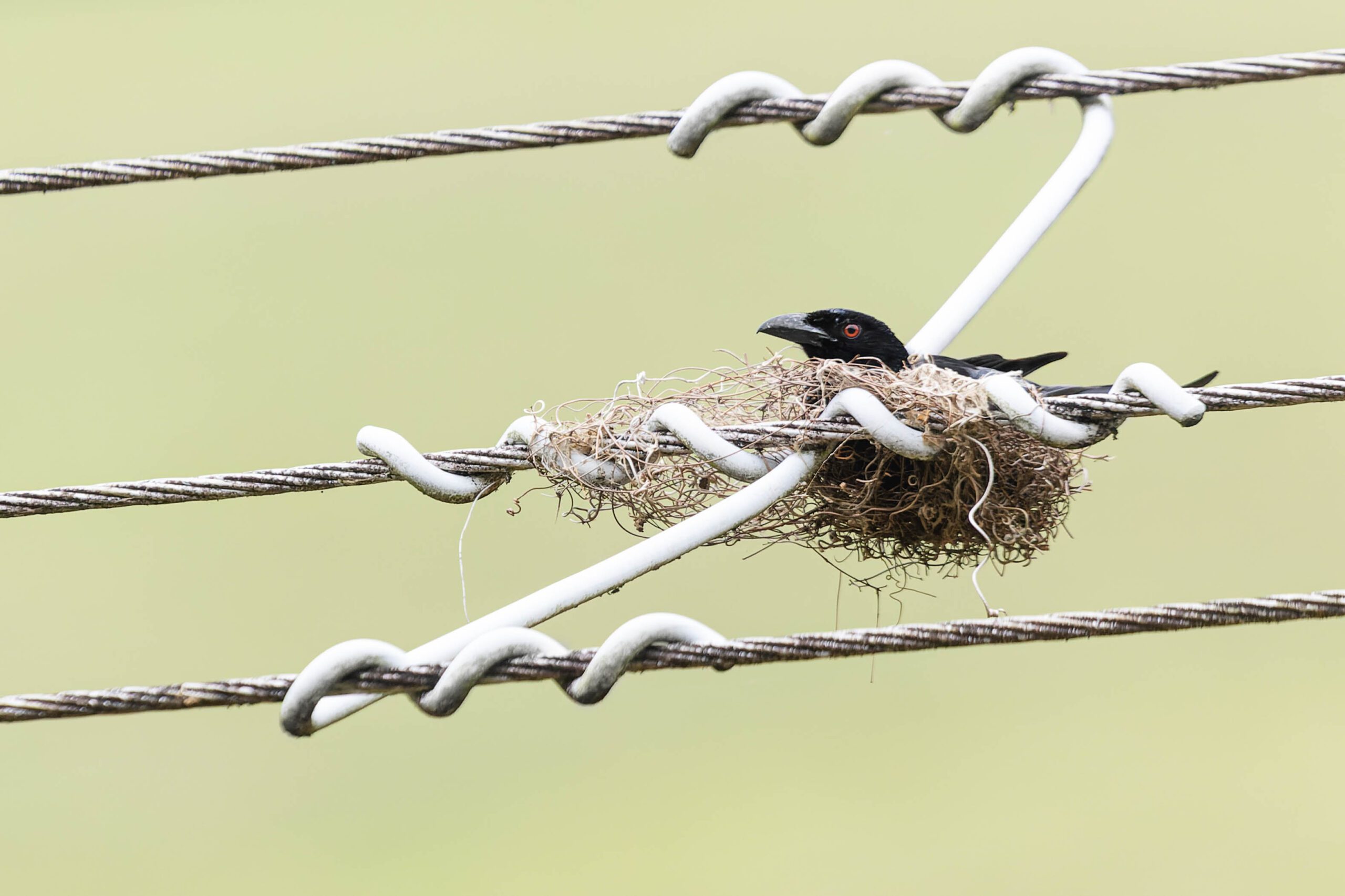 A black bird with a red eye in a nest balanced on cables.